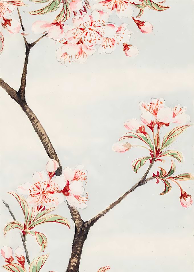 Sakura Cherry Blossom