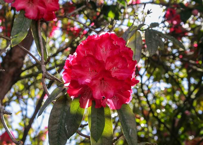 Backlit Pink