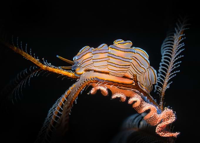 Donut Doto Nudibranch