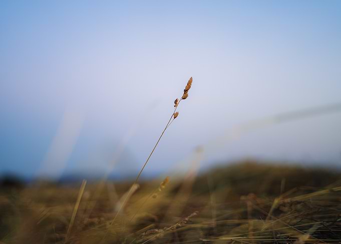 Single Grass Stalk