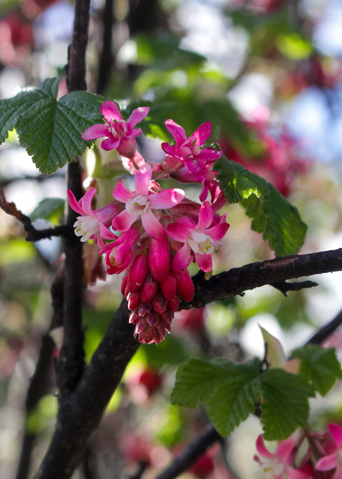 Hanging Magenta
