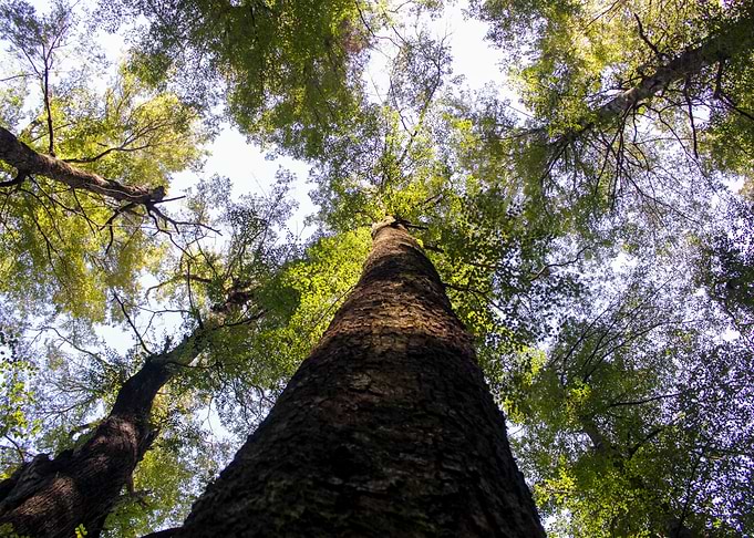 Look Up