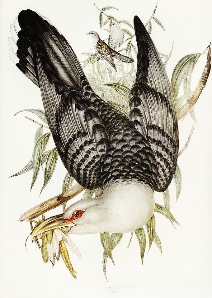 Black-billed Cuckoo with Prey