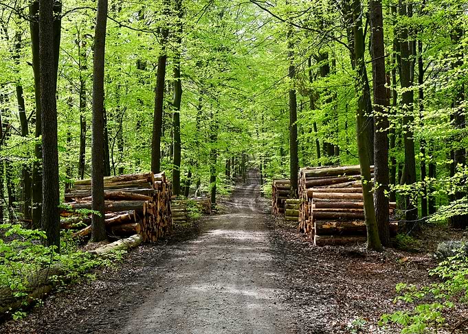 The forest path