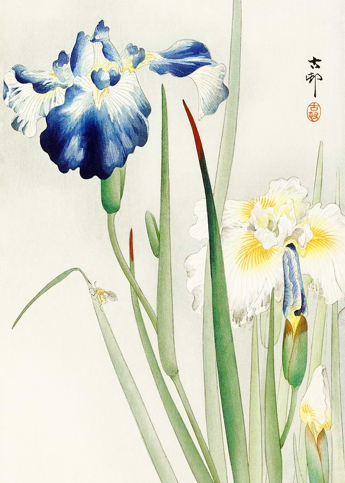 Japanese Iris Watercolor
