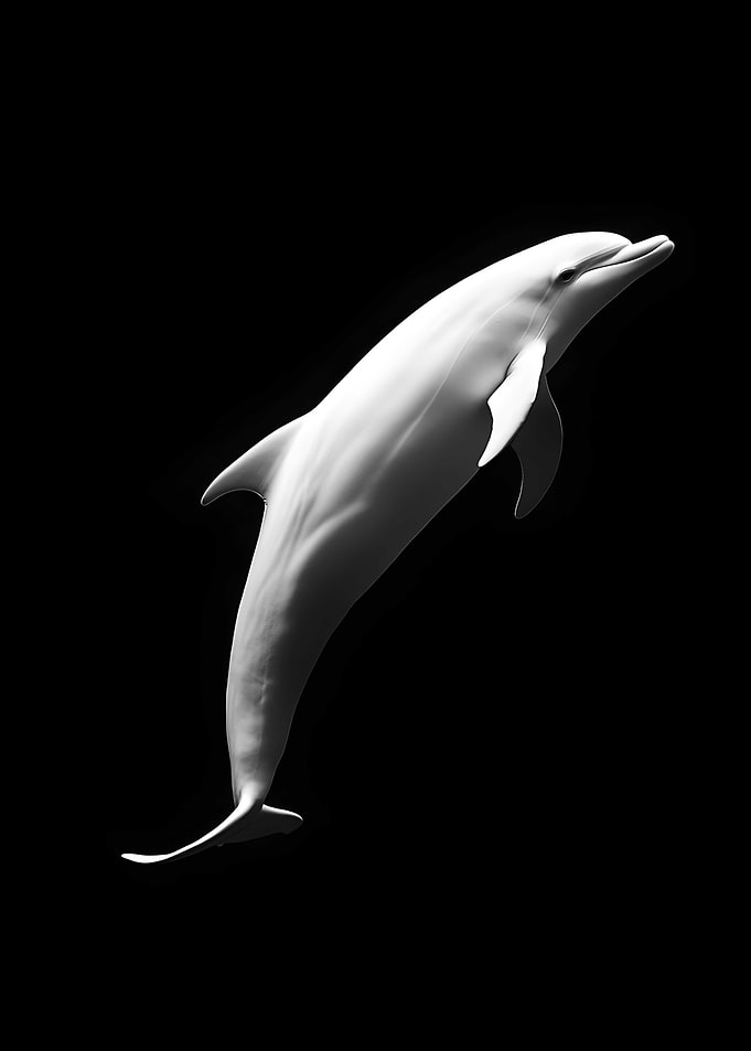 Animal White Dolphin