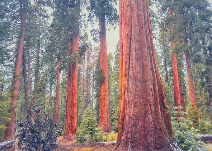 Giant Sequoia Forest