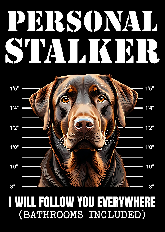 Chocolate Labrador Stalker Mugshot