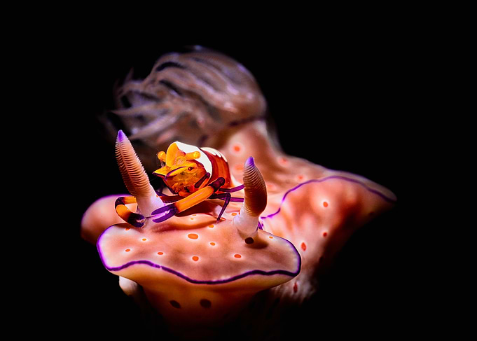Nudibranch with Shrimp