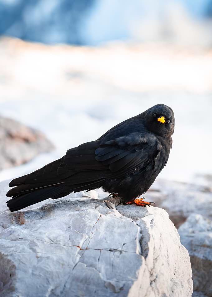 Black Bird on Rock