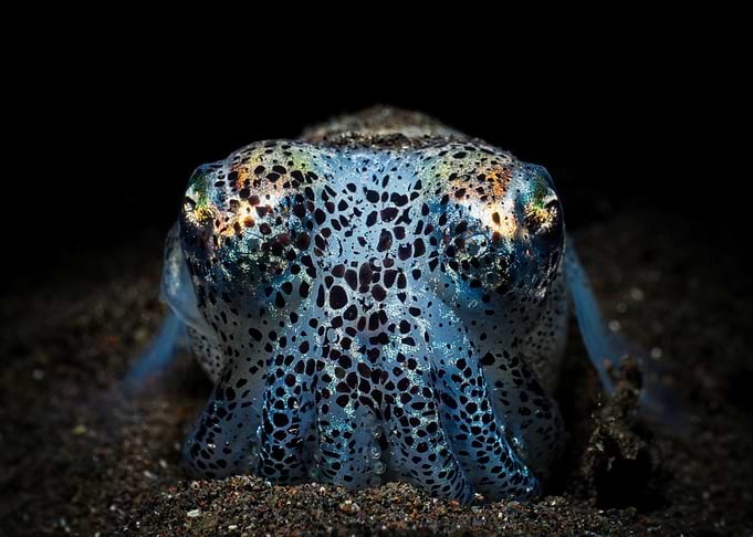 Bobtail Squid Close-Up