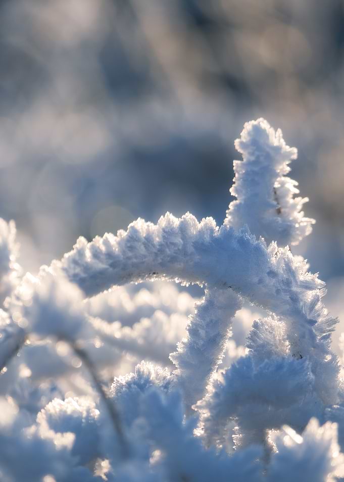 Frost-Covered Branch