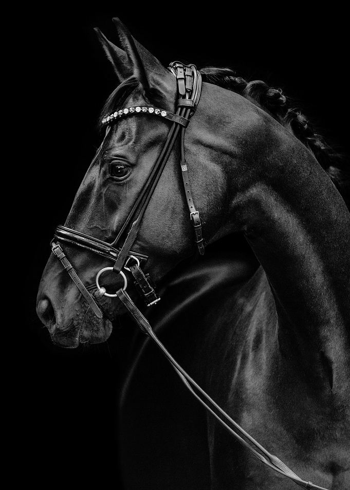 Black Horse Portrait