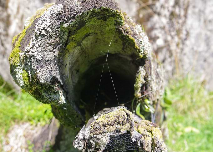 Cobwebs