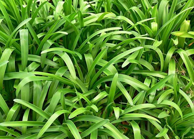 Green Grass Blades - Texture