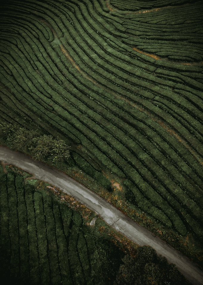 Aerial View of Tea Plantation