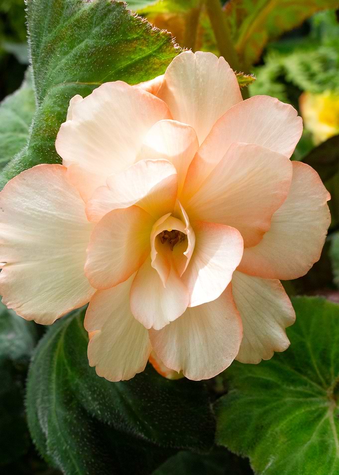 Peach