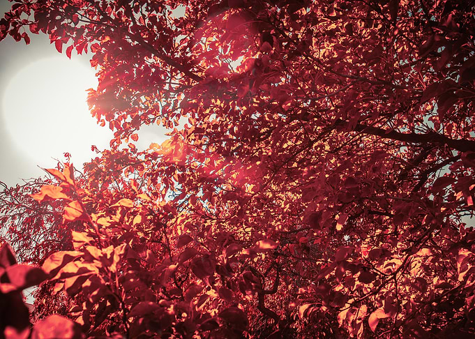 Autumn Leaves
