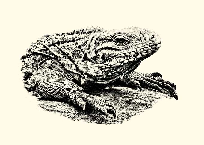 Iguana Portrait