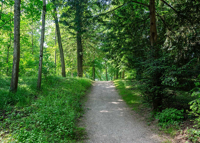 Forest Path