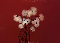 White Flowers on Red