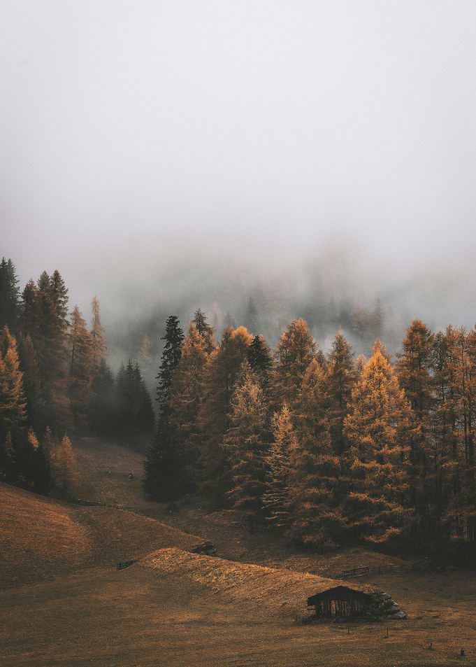 Misty Forest Cabin