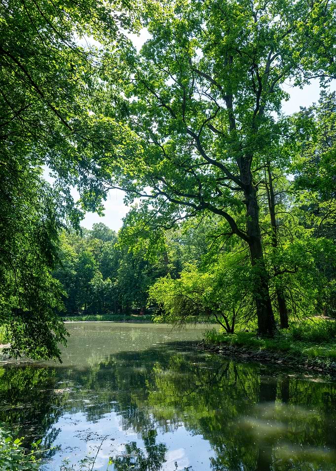 Tranquil Forest Lake