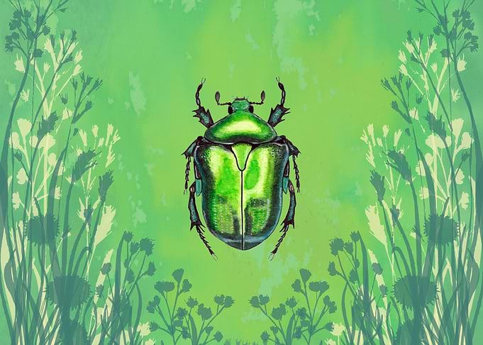 Green Beetle Illustration