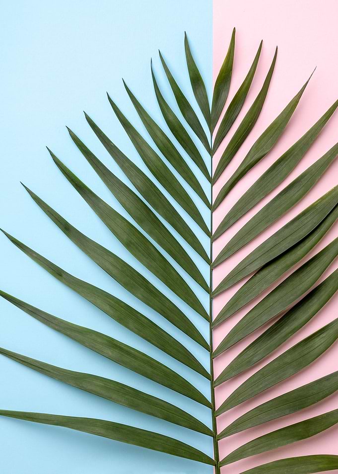 Palm Leaf on Pastel Background