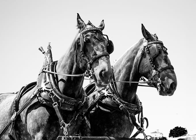 Two Horses in Harness