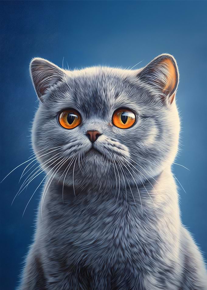 Gray British Shorthair Cat Portrait