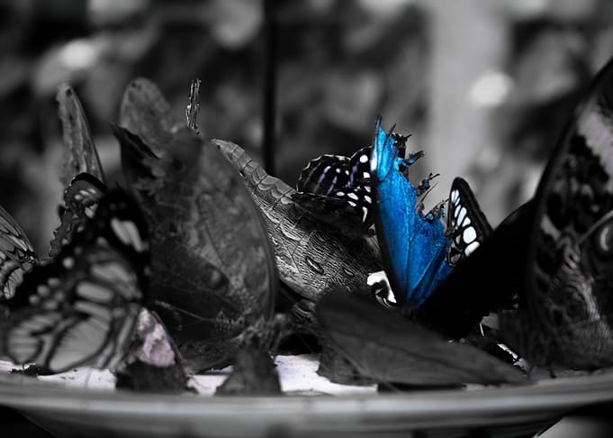 Unique Blue Butterfly