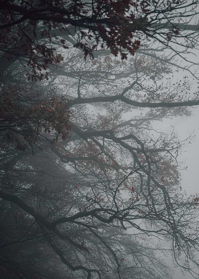 Misty Forest