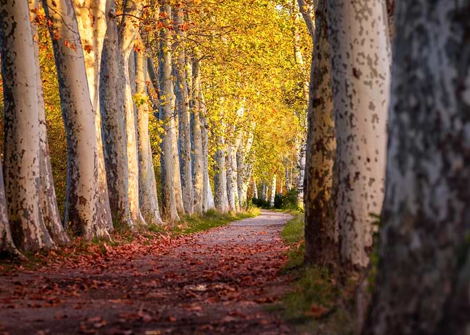 Autumn Tree Lined Path
