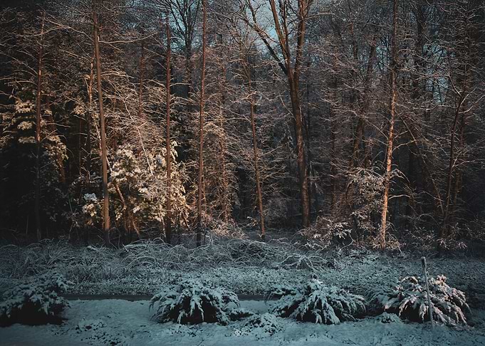Snowy Morning Forest