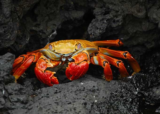 Red and Yellow Crab on Rocks