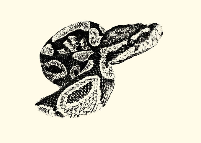 Black and White Snake Illustration