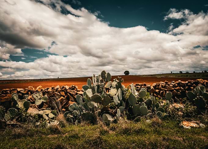 Cactus Field Landscape