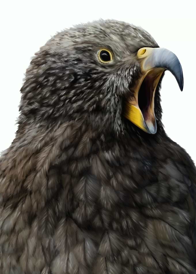 Kea Portrait