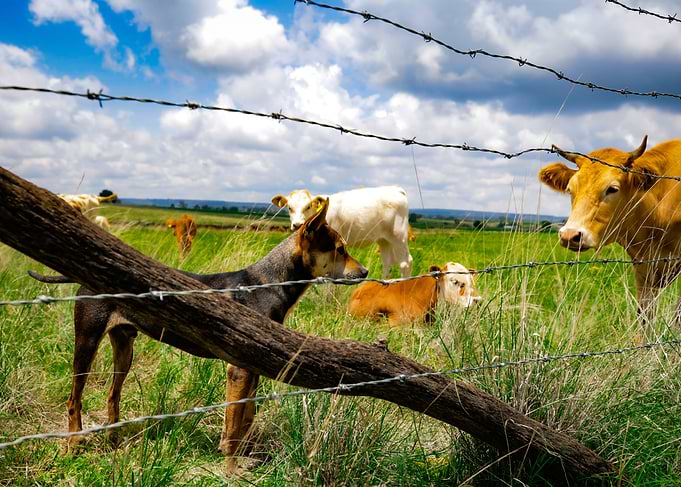 Dog and Cows by Fence