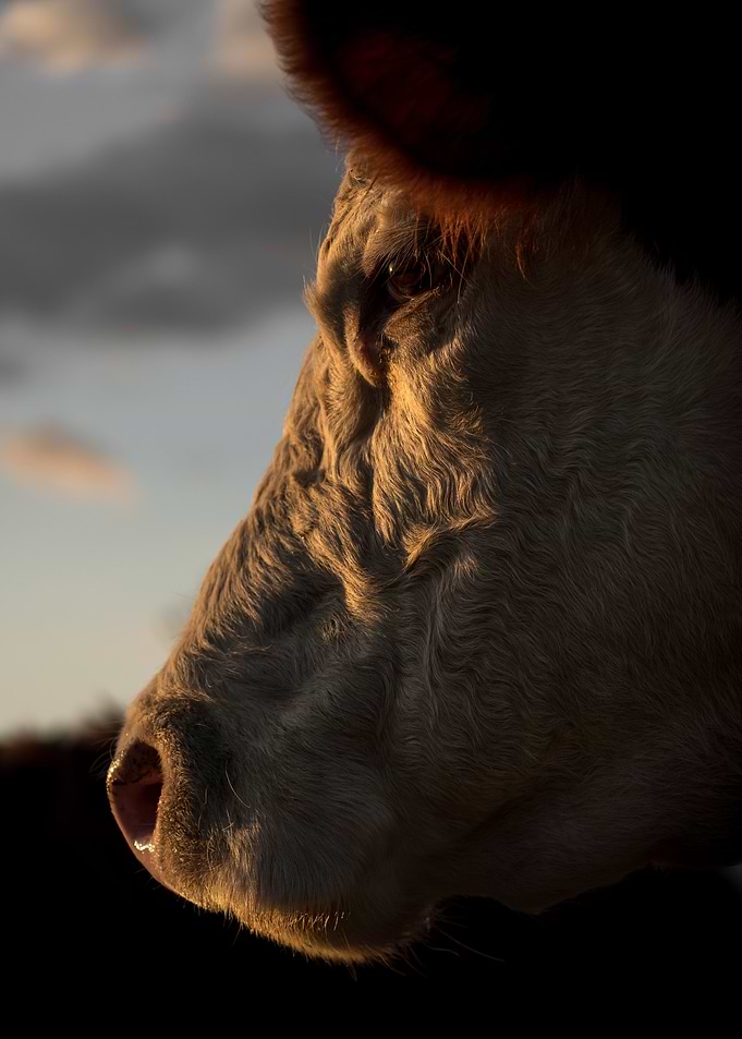 Cow Profile Sunset