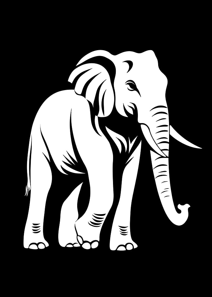 Animal White Elephant