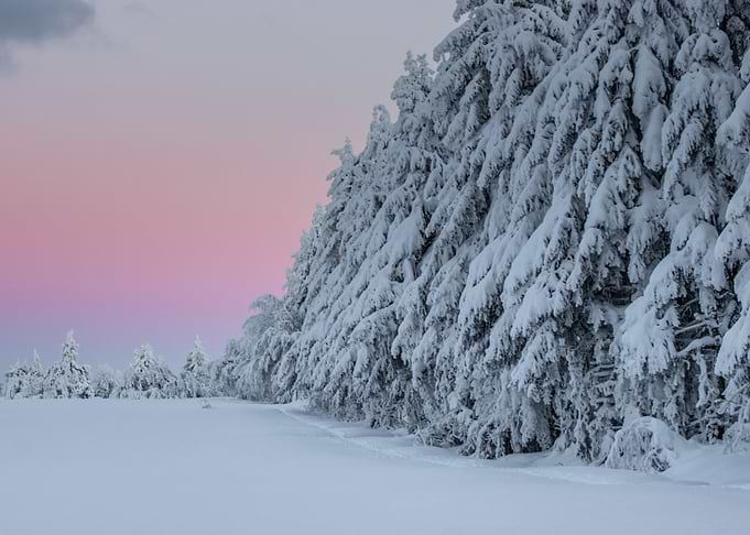 Snowy Forest at Dusk