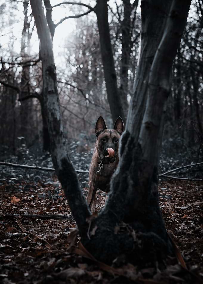 Dog in Forest