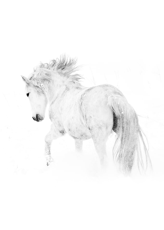 White Horse in Snow