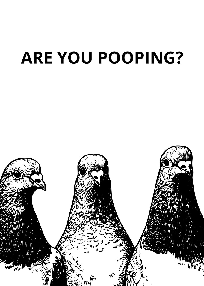 Pigeons & Funny Question