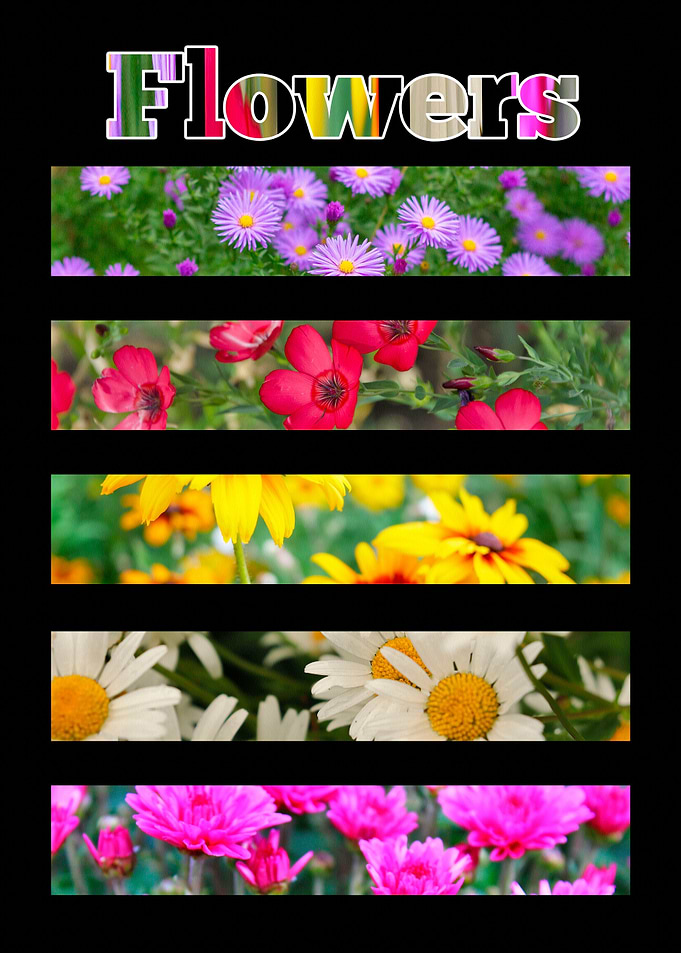 Colorful Flower Collage