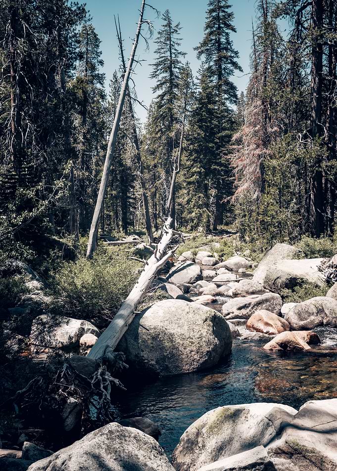 Forest Stream