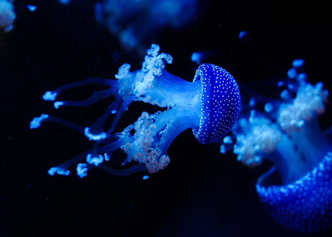 Ambiance aquatique