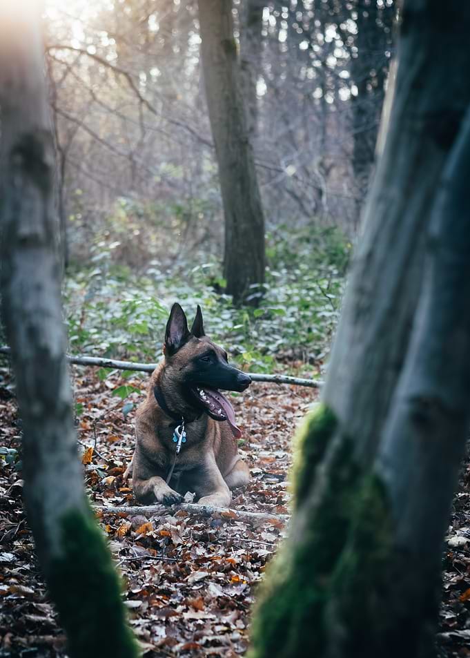 Belgian Malinois in Forest